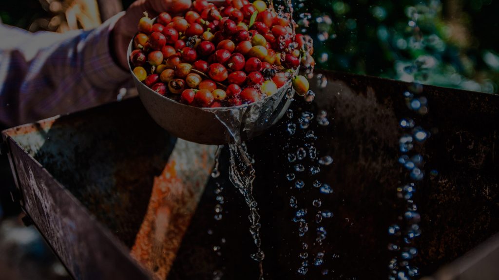 Proceso de Producción de Café en Veracruz, Puebla, Chiapas