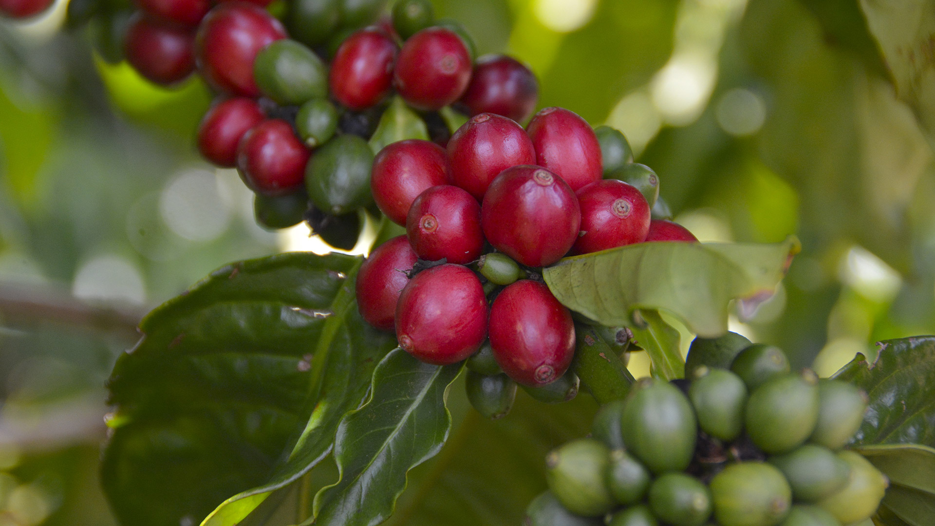 Café La Laja, Producción Comercialización Exportación